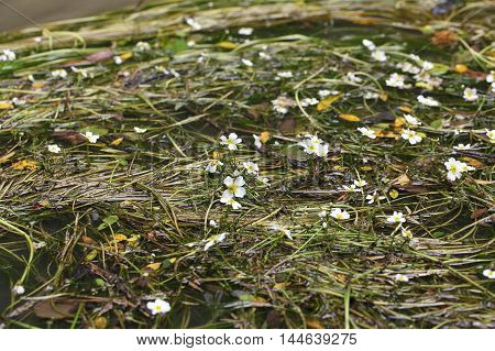 Flowering plant of the river water-crowfoot (Ranunculus fluitans)
