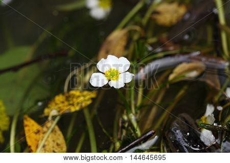 Flowering plant of the river water-crowfoot (Ranunculus fluitans)