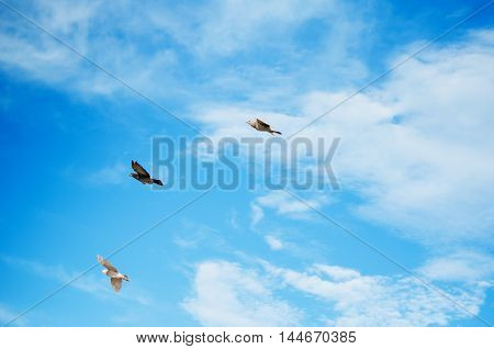 Three birds flying in the blue sky among the clouds