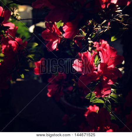 Branch Of Pink Rhododendron. Flowering Bush.
