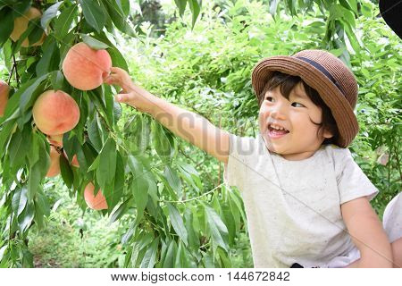 Cute Boy Is Picking Fruits Which Are Fresh Peaches