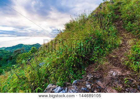 Summer Sub Alpine Mountain In The Chiangmai Highlands