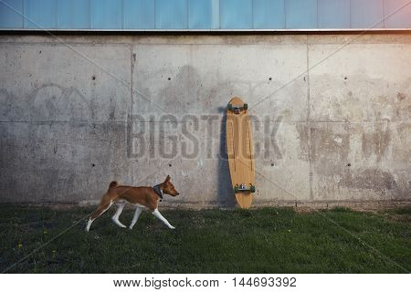 Young brown and white basenji dog runs along a gray concrete wall where a wooden longboard is standing