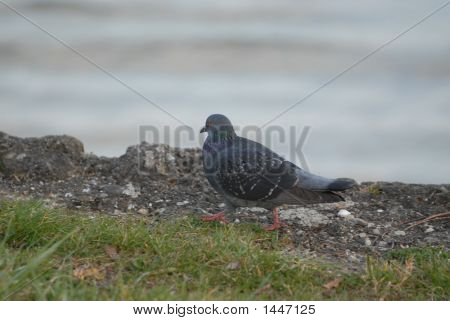 Pågældende Pigeon