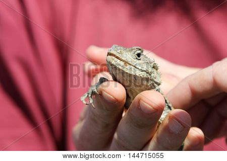Lizard in the hands of a man on a red background