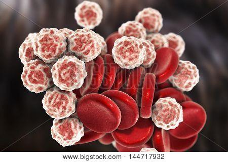 Blood cells: red blood cells erythrocytes and white blood cells leukocytes . 3D illustration