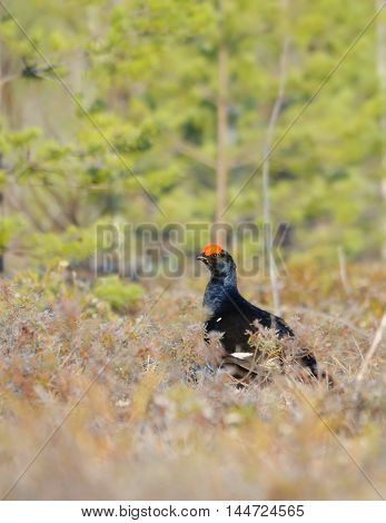 Male Black Grouse (Tetrao tetrix) at swamp courting place early in the morning. National park Plesheevo Lake Yaroslavl region Russia