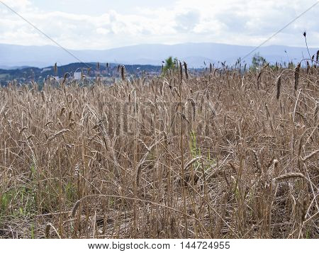 Wheat Field In A Hilly Landscape In Jelenia Gora Silesia Poland