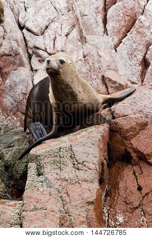 Colony Of South American Sea Lion On The Stony Ballestas Island - Otaria flavescens - Ballestas Islands Nature Reserve - Peru
