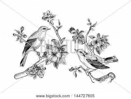 Vintage vector spring card. Birds on a branch of apple blossoms. Monochrome.