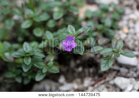 Flowers of a Rock thyme (Acinos alpinus) in the Alps.