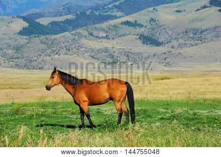 Quarter horse grazes in Paradise Valley Montana. Horse is brownish red with black mane and tail including four black socks. Gallatin mountains rise in background.