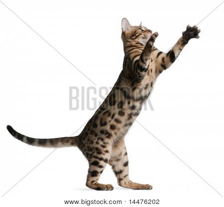 Bengal kitten, 5 months old, in front of white background