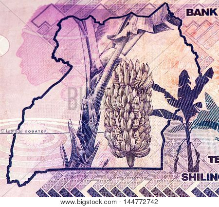 10000 Ugandan shillings bank note. Ugandan shilling is the national currency of Uganda