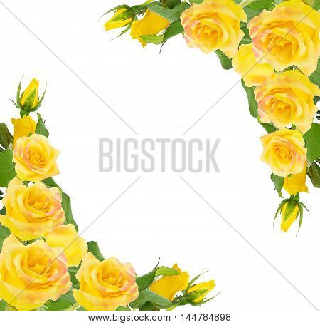 Yellow roses bunch isolated on white background.