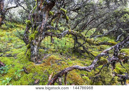 Polylepis trees at Ecological reserve Los Ilinizas