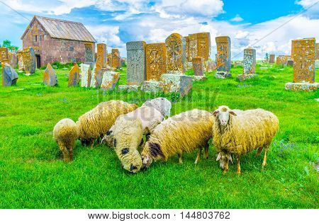 The sheep graze on the juicy meadow among the khachkars of Noratus Cemetery Gegharkunik Province Armenia.