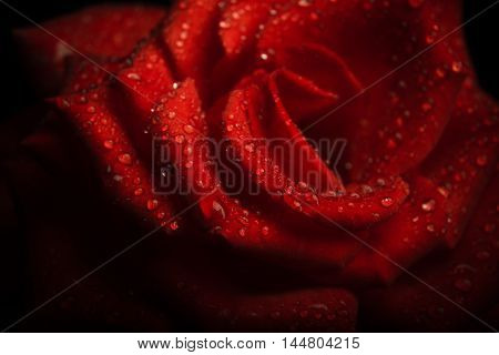water droplets on a red rose petals. flora