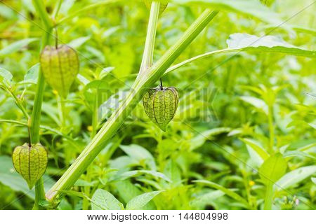 Pygmy ground cherry fruit or Physalis minima Linn. in nature