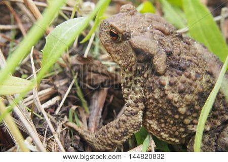 Toad Sitting In The Grass.