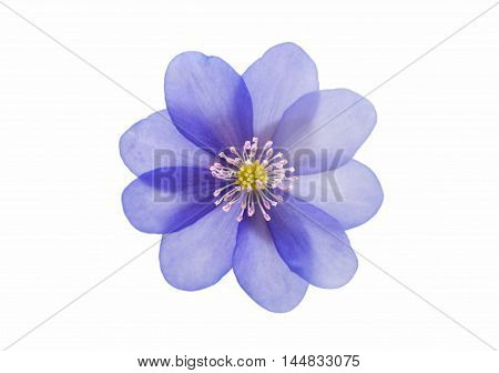 blue Hepatica nobilis on a white background