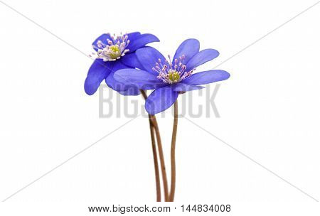 blue Hepatica nobilis on a white background