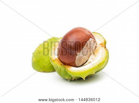 fruit chestnut  hippocastanum on a white background