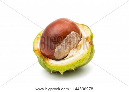 fruit chestnut nut-like, capsular on a white background