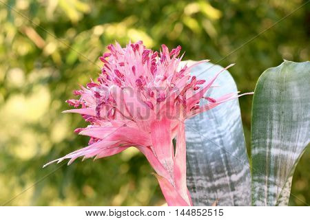Pink blooming bromeliad in summer in closeup