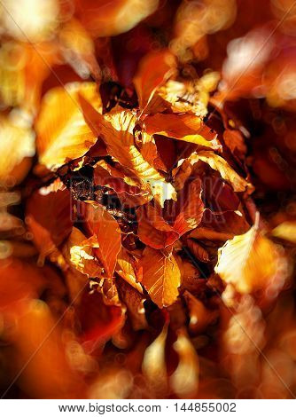 Red and Orange Autumn Leaves, color background and blur effect at the edges