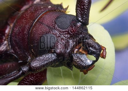 Close up macro brown long horned beetle on green leaf