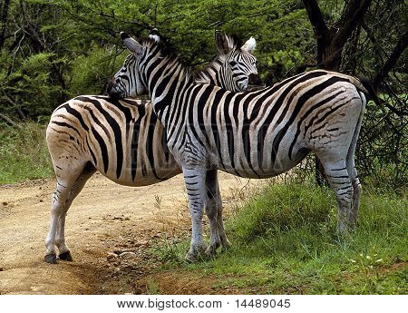 Twee Zebra's in het Kruger Park, Sudafrica.