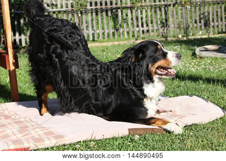 Nice Bernesse Mountain Dog Playing On Blanket