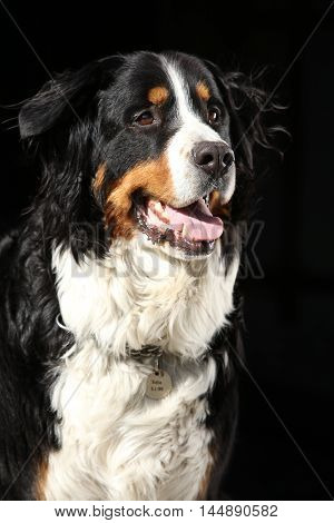 Nice Bernesse Mountain Dog On Black Background