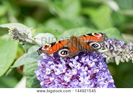 European Peacock butterfly (Aglais io) feeding on Buddleia flower (also known as Butterfly bush orange eye and summer lilac)