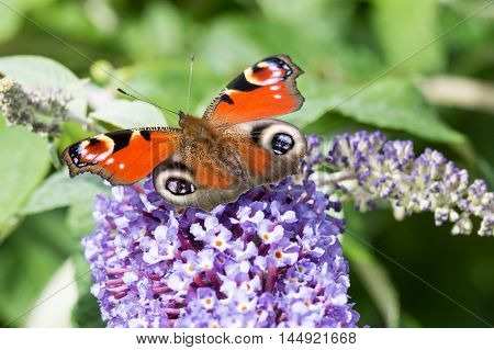 European Peacock butterfly (Aglais io) feeding on Buddleia flower (also known as Butterfly bush orange eye and summer lilac)