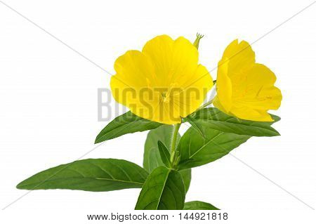 Evening Primrose (oenothera Biennis)