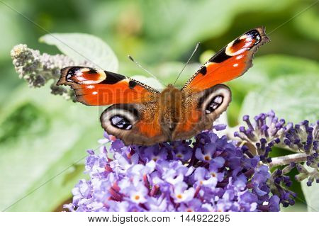 European Peacock butterfly (Aglais io) feeding on Buddleia flower (also known as Butterfly bush orange eye and summer lilac)