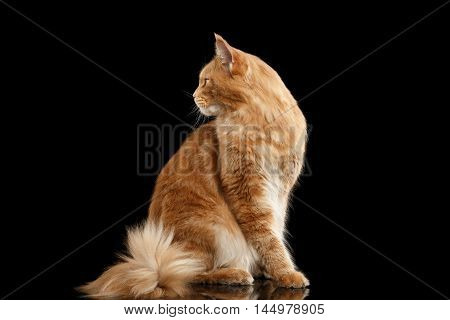 Ginger Maine Coon Cat with Furry Tail in Profile view Isolated on Black Background