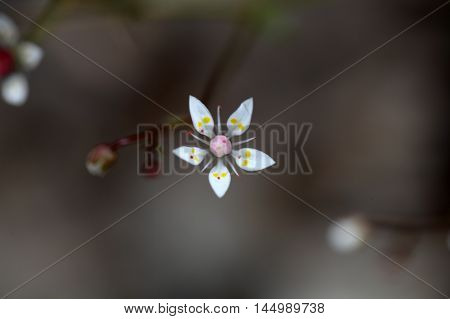 Flowers of starry saxifrage (Saxifraga stellaris) in the Alps.