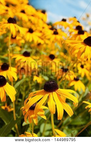 Bright Yellow Flowers on a Blue Sky
