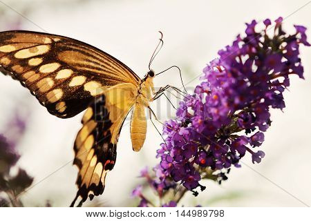Yellow and Black Butterfly sitting on a flower