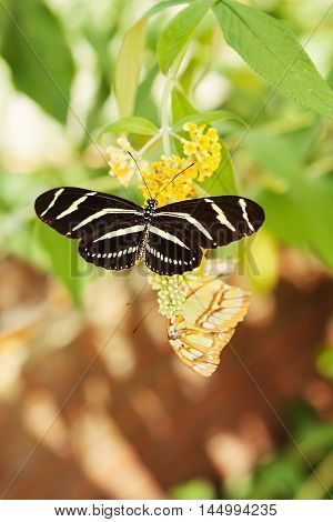 Beautiful Black Butterfly rests on a flower