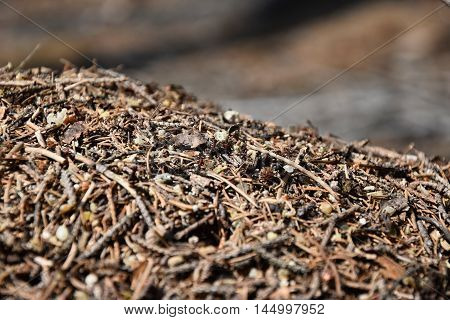Horizon Forest anthill. Big anthill in the forest.