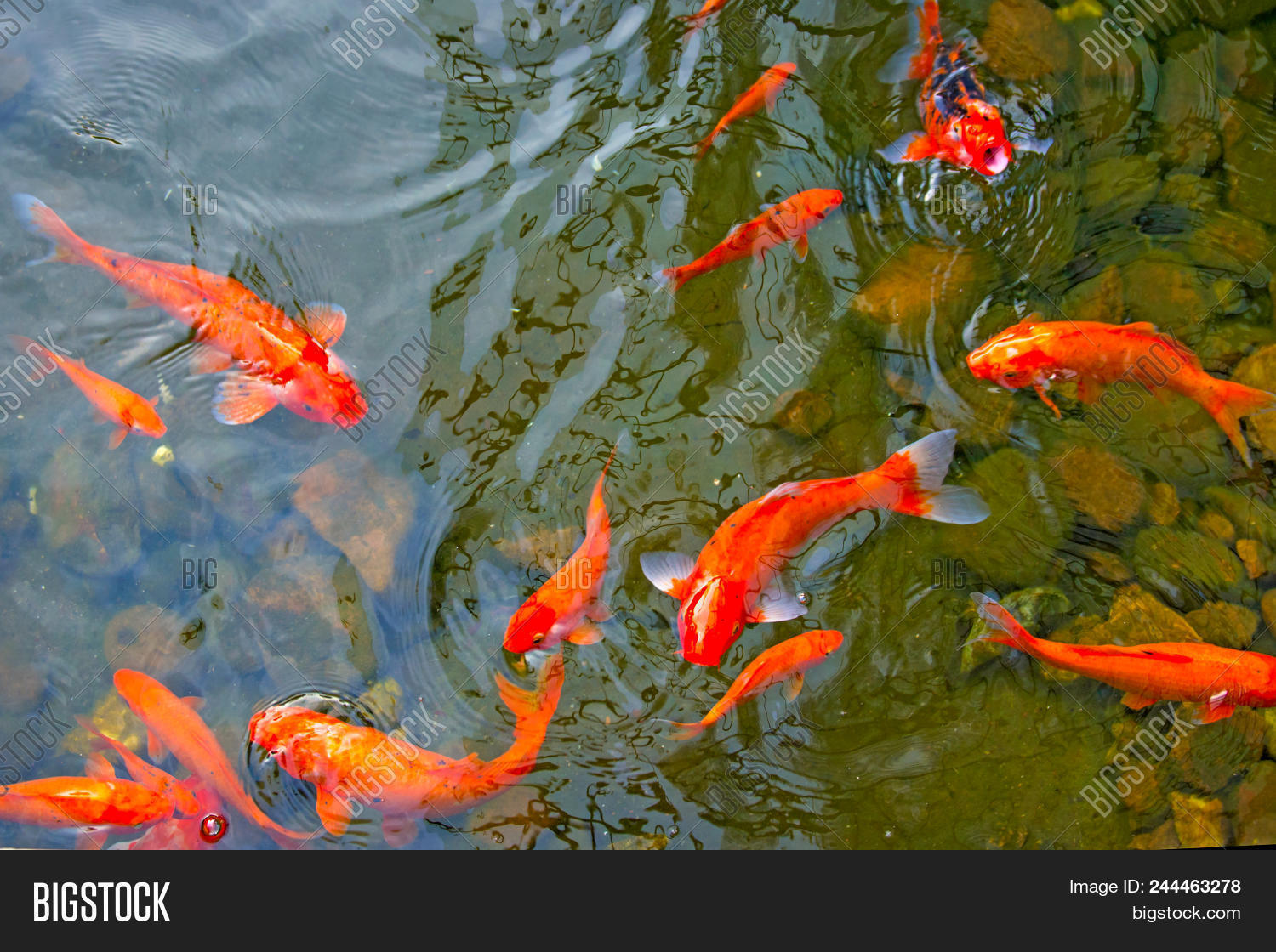 Bright Red Koi Fishes Image & Photo (Free Trial) | Bigstock