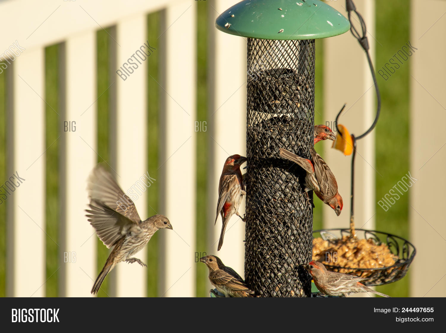 House Purple Finches Image & Photo (Free Trial) | Bigstock