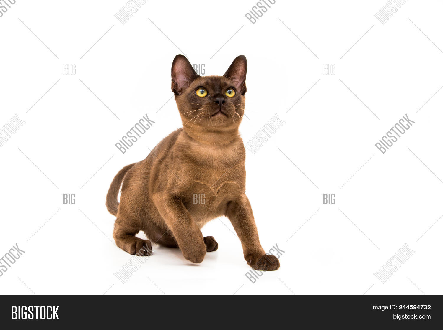 Brown Burmese Cat Image Photo Free Trial Bigstock