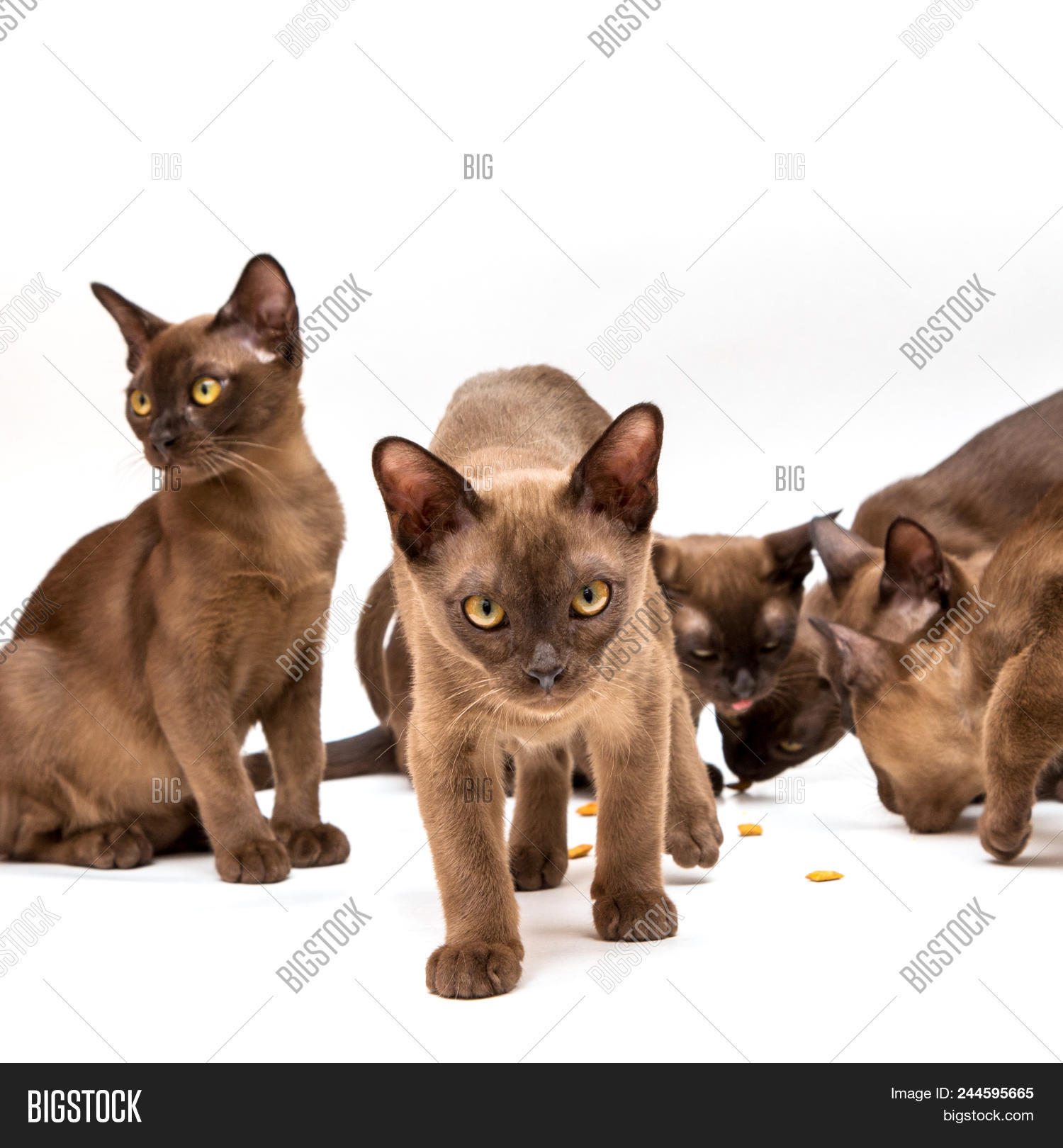 Brown Burmese Cat Image Photo Free Trial Bigstock