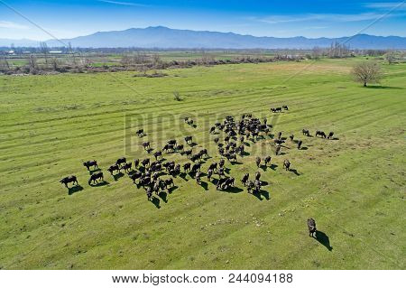 Buffalo Grazing Next To The River Strymon In Northern Greece On A Sunny Day. Aerial Shot With Drone