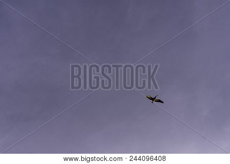 Flying Spot-billed Pelican (pelecanus Philippensis) Also Known As Grey Pelican - Havana, Cuba